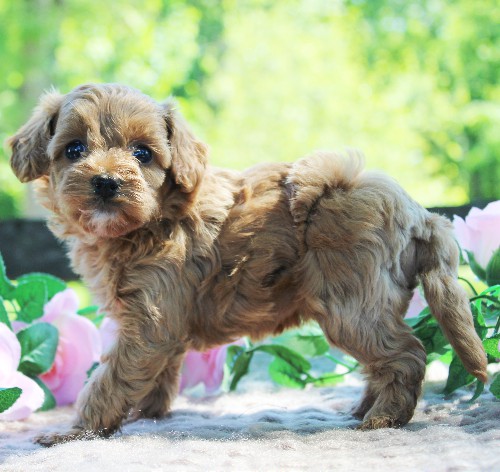 puppy, for, sale, Cavapoo, Daniel J. Stoltzfoos, dog, breeder, Coatesville, PA, dog-breeder, puppy-for-sale, forsale, nearby, find, puppyfind, locator, puppylocator, aca