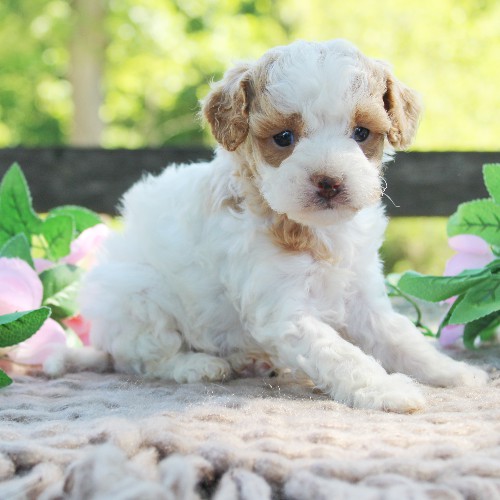 puppy, for, sale, Cavapoo, Daniel J. Stoltzfoos, dog, breeder, Coatesville, PA, dog-breeder, puppy-for-sale, forsale, nearby, find, puppyfind, locator, puppylocator, aca