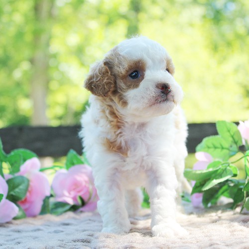 puppy, for, sale, Cavapoo, Daniel J. Stoltzfoos, dog, breeder, Coatesville, PA, dog-breeder, puppy-for-sale, forsale, nearby, find, puppyfind, locator, puppylocator, aca