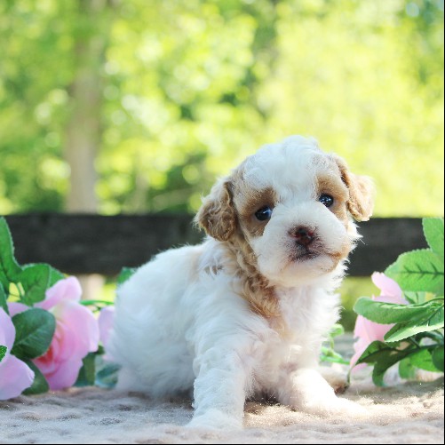 puppy, for, sale, Cavapoo, Daniel J. Stoltzfoos, dog, breeder, Coatesville, PA, dog-breeder, puppy-for-sale, forsale, nearby, find, puppyfind, locator, puppylocator, aca