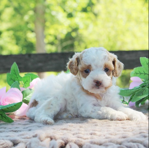 puppy, for, sale, Cavapoo, Daniel J. Stoltzfoos, dog, breeder, Coatesville, PA, dog-breeder, puppy-for-sale, forsale, nearby, find, puppyfind, locator, puppylocator, aca