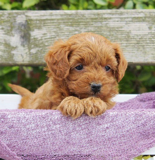 puppy, for, sale, Cavapoo, Daniel J. Stoltzfoos, dog, breeder, Coatesville, PA, dog-breeder, puppy-for-sale, forsale, nearby, find, puppyfind, locator, puppylocator, aca