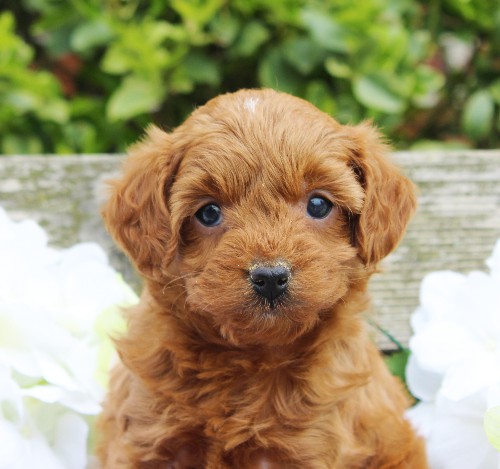 puppy, for, sale, Cavapoo, Daniel J. Stoltzfoos, dog, breeder, Coatesville, PA, dog-breeder, puppy-for-sale, forsale, nearby, find, puppyfind, locator, puppylocator, aca