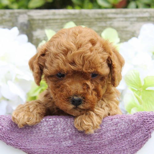 puppy, for, sale, Cavapoo, Daniel J. Stoltzfoos, dog, breeder, Coatesville, PA, dog-breeder, puppy-for-sale, forsale, nearby, find, puppyfind, locator, puppylocator, aca
