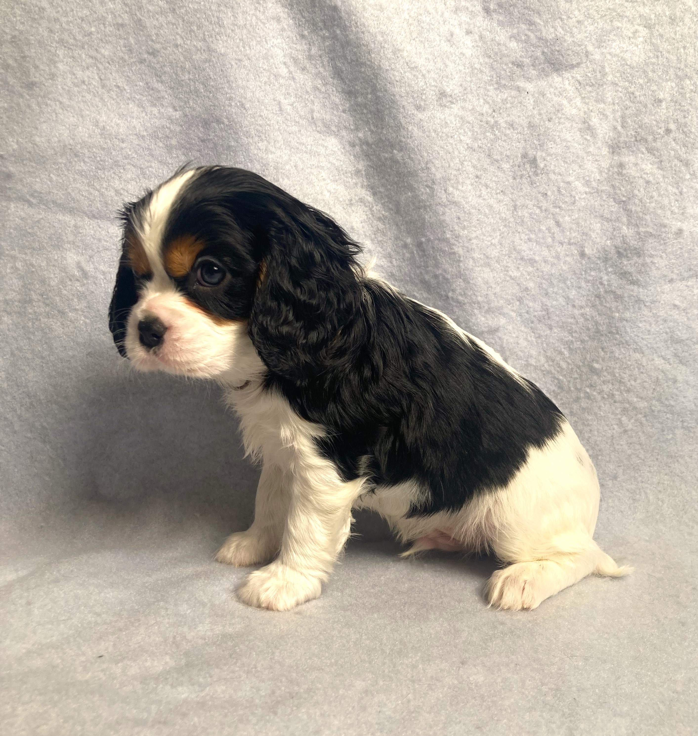 puppy, for, sale, Cavalier King Charles Spaniel,   Little Stream Estates LLC, dog, breeder, Lititz, PA, dog-breeder, puppy-for-sale, forsale, nearby, find, puppyfind, locator, puppylocator, aca