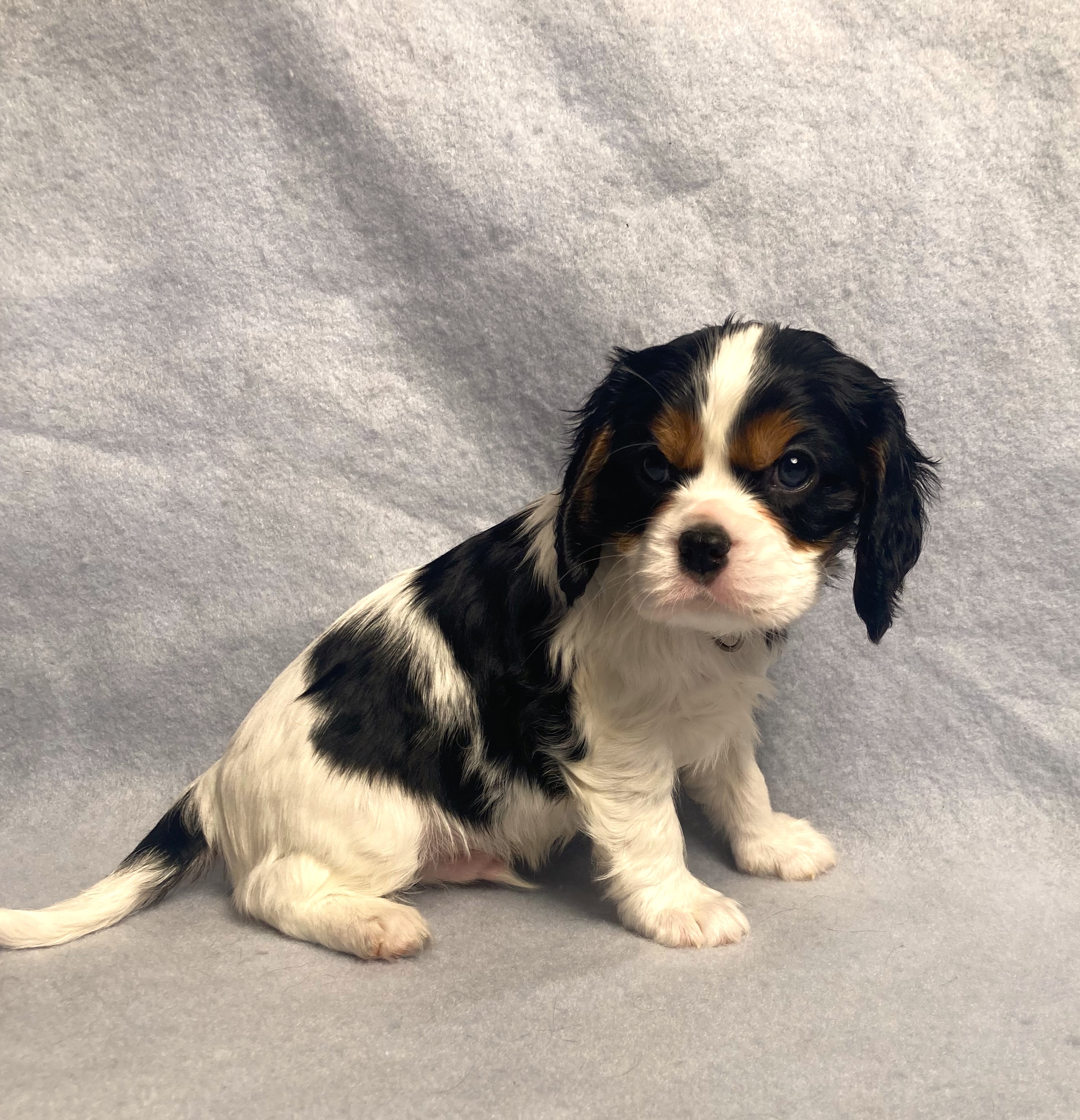puppy, for, sale, Cavalier King Charles Spaniel,   Little Stream Estates LLC, dog, breeder, Lititz, PA, dog-breeder, puppy-for-sale, forsale, nearby, find, puppyfind, locator, puppylocator, aca