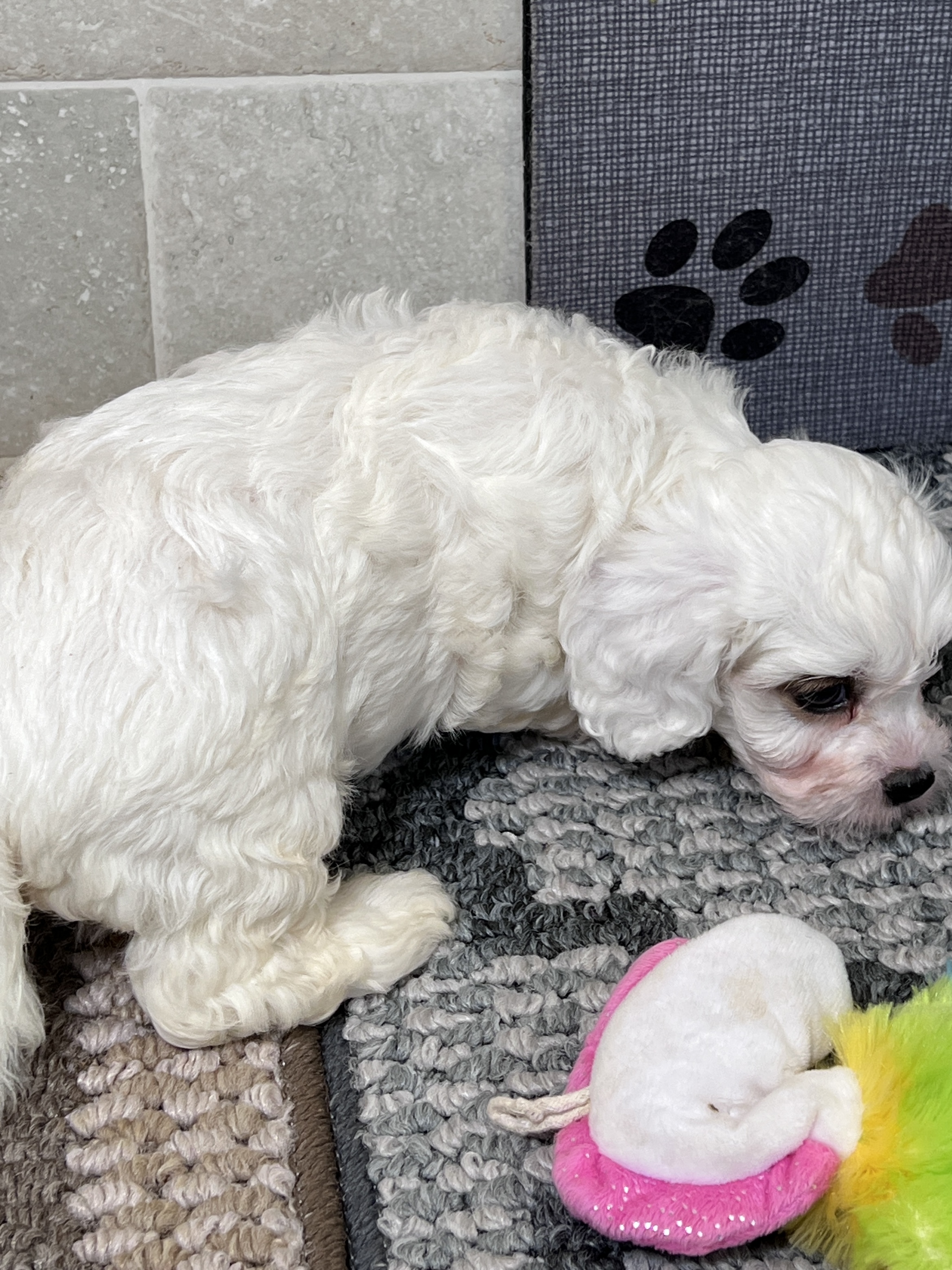 puppy, for, sale, Cavapoo, Kimberly  Dildine, dog, breeder, Willow Springs, MO, dog-breeder, puppy-for-sale, forsale, nearby, find, puppyfind, locator, puppylocator, aca