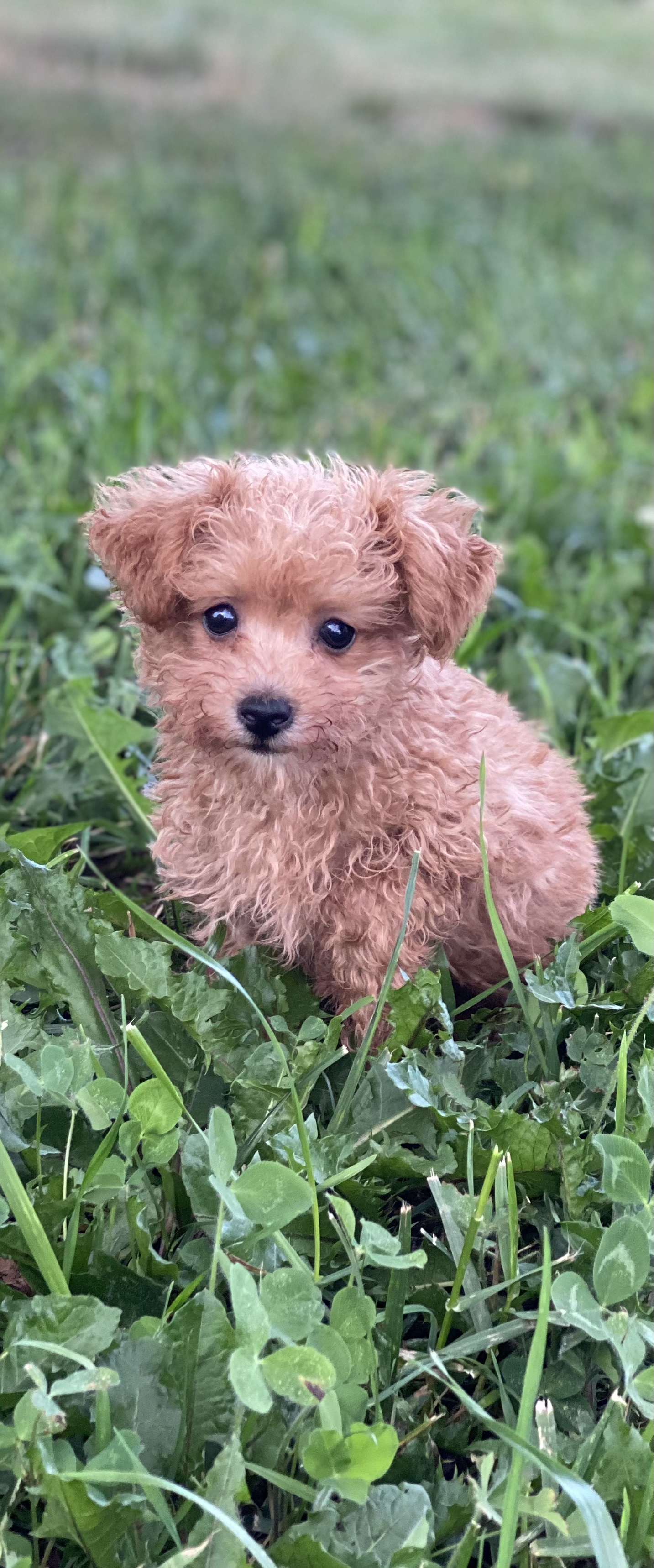 puppy, for, sale, Poodle, Curtis  Martin, dog, breeder, Seneca Falls, NY, dog-breeder, puppy-for-sale, forsale, nearby, find, puppyfind, locator, puppylocator, aca
