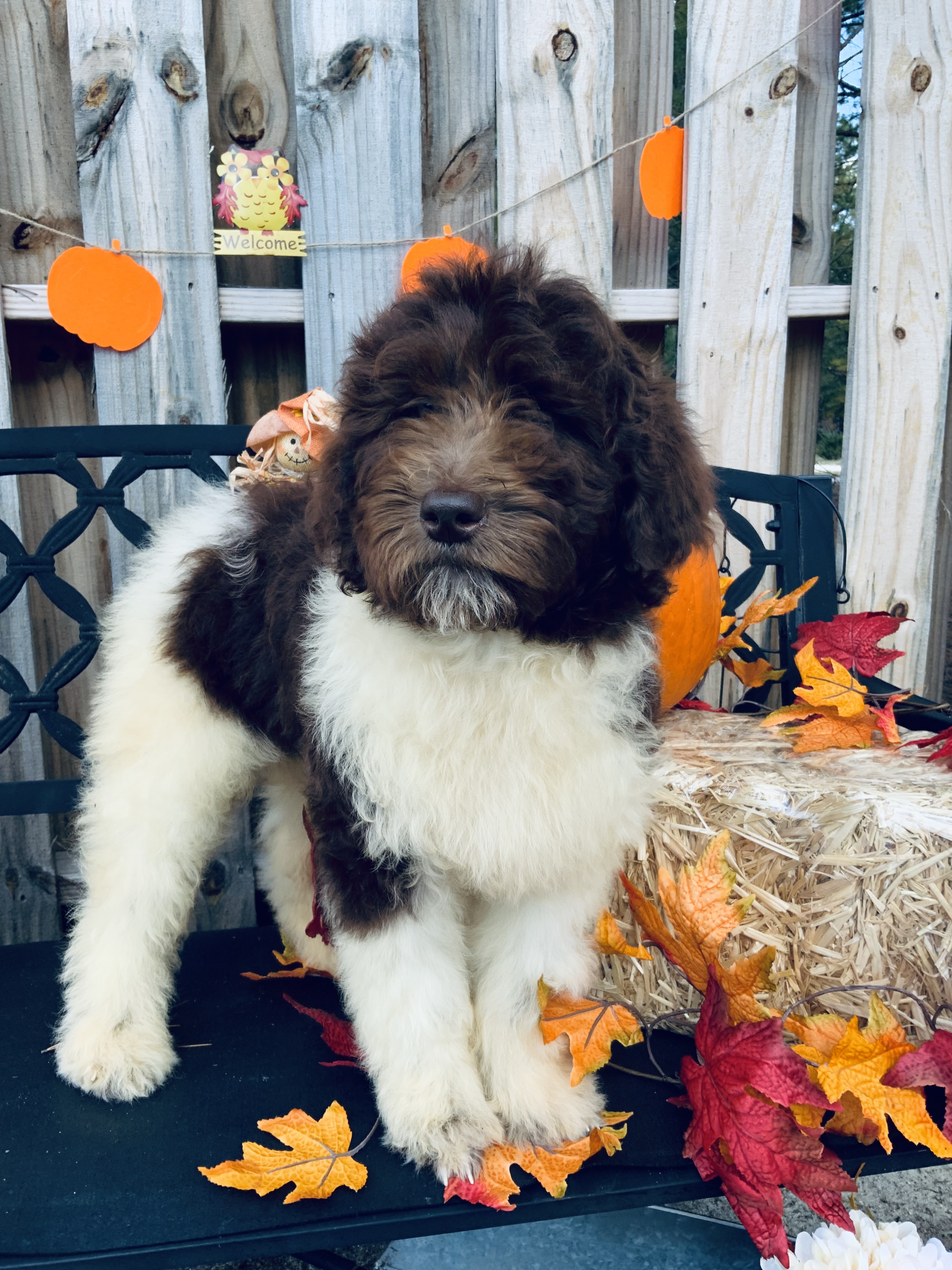 puppy, for, sale, Newfy Poo, Jorge  Negron, dog, breeder, Cameron, NC, dog-breeder, puppy-for-sale, forsale, nearby, find, puppyfind, locator, puppylocator, aca