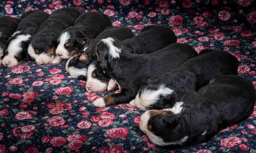 puppy, for, sale, Bernese Mountain Dog, Emanuel  Glick, dog, breeder, Bird-In-Hand, PA, dog-breeder, puppy-for-sale, forsale, nearby, find, puppyfind, locator, puppylocator, aca