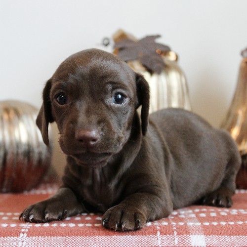 puppy, for, sale, Dachshund, Melvin  King, dog, breeder, Honey Brook, PA, dog-breeder, puppy-for-sale, forsale, nearby, find, puppyfind, locator, puppylocator, aca