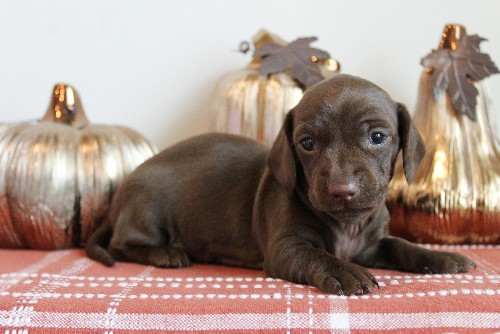 puppy, for, sale, Dachshund, Melvin  King, dog, breeder, Honey Brook, PA, dog-breeder, puppy-for-sale, forsale, nearby, find, puppyfind, locator, puppylocator, aca