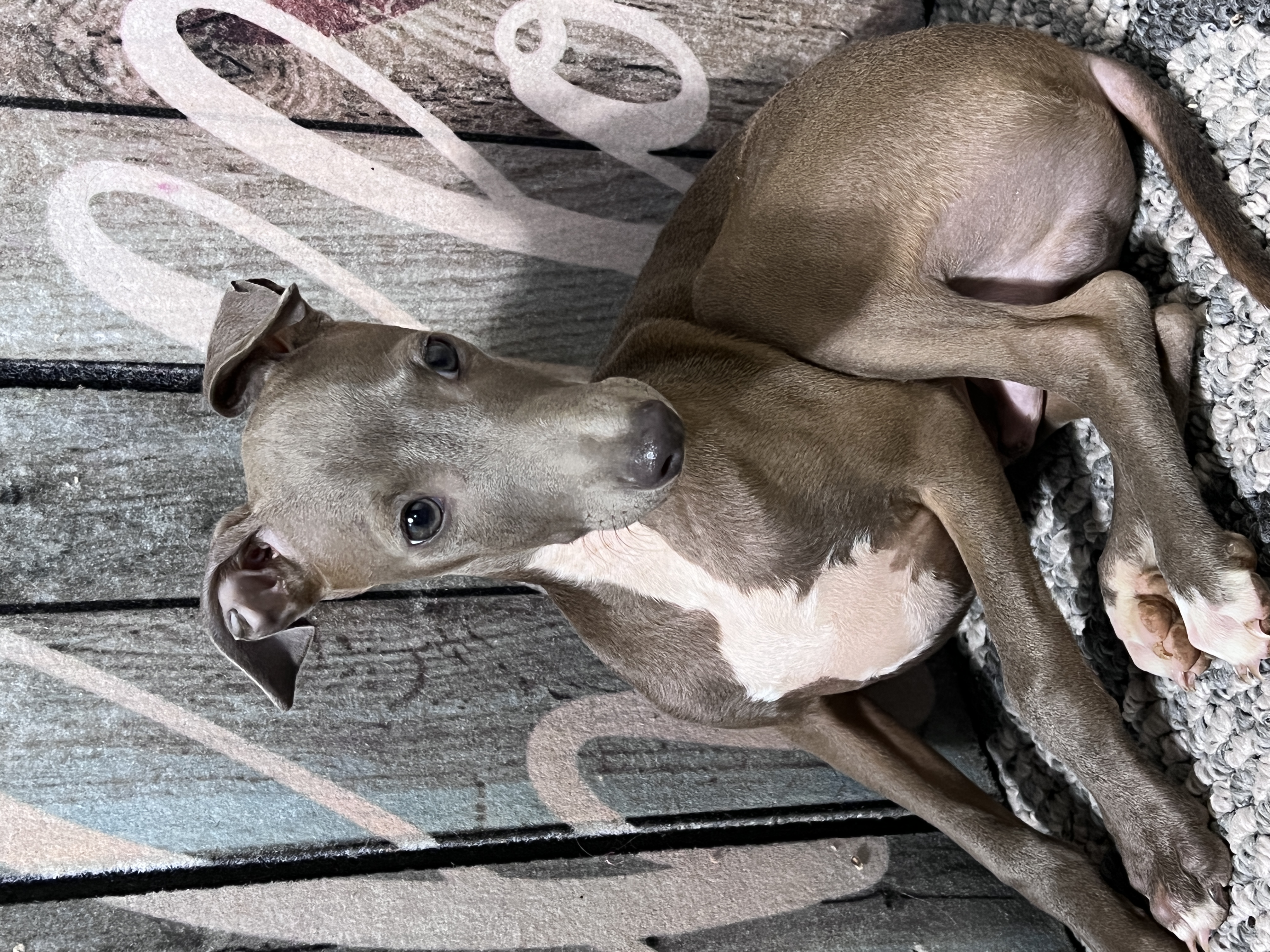 puppy, for, sale, Italian Greyhound, Kimberly  Dildine, dog, breeder, Willow Springs, MO, dog-breeder, puppy-for-sale, forsale, nearby, find, puppyfind, locator, puppylocator, aca