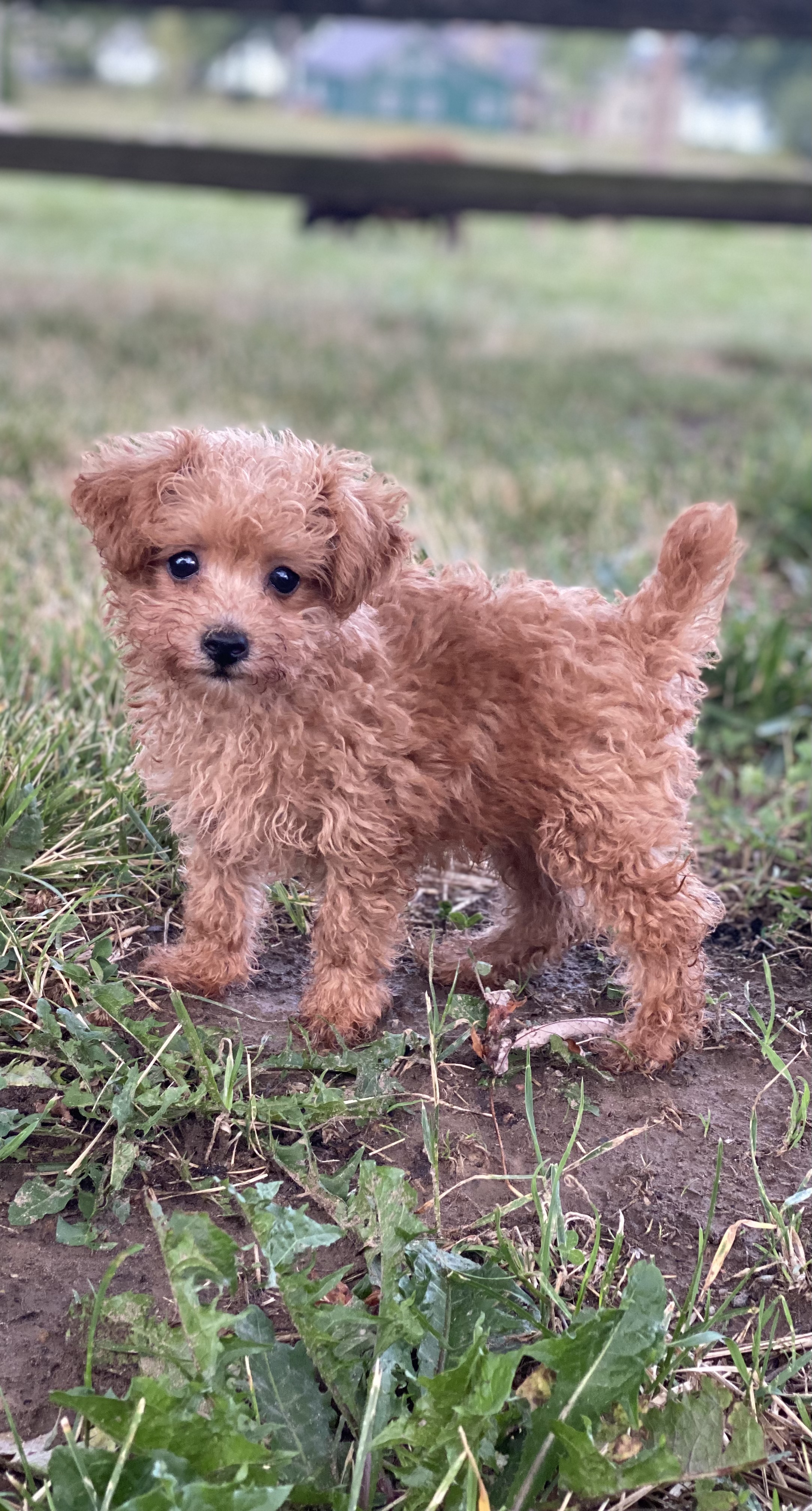 puppy, for, sale, Poodle, Curtis  Martin, dog, breeder, Seneca Falls, NY, dog-breeder, puppy-for-sale, forsale, nearby, find, puppyfind, locator, puppylocator, aca