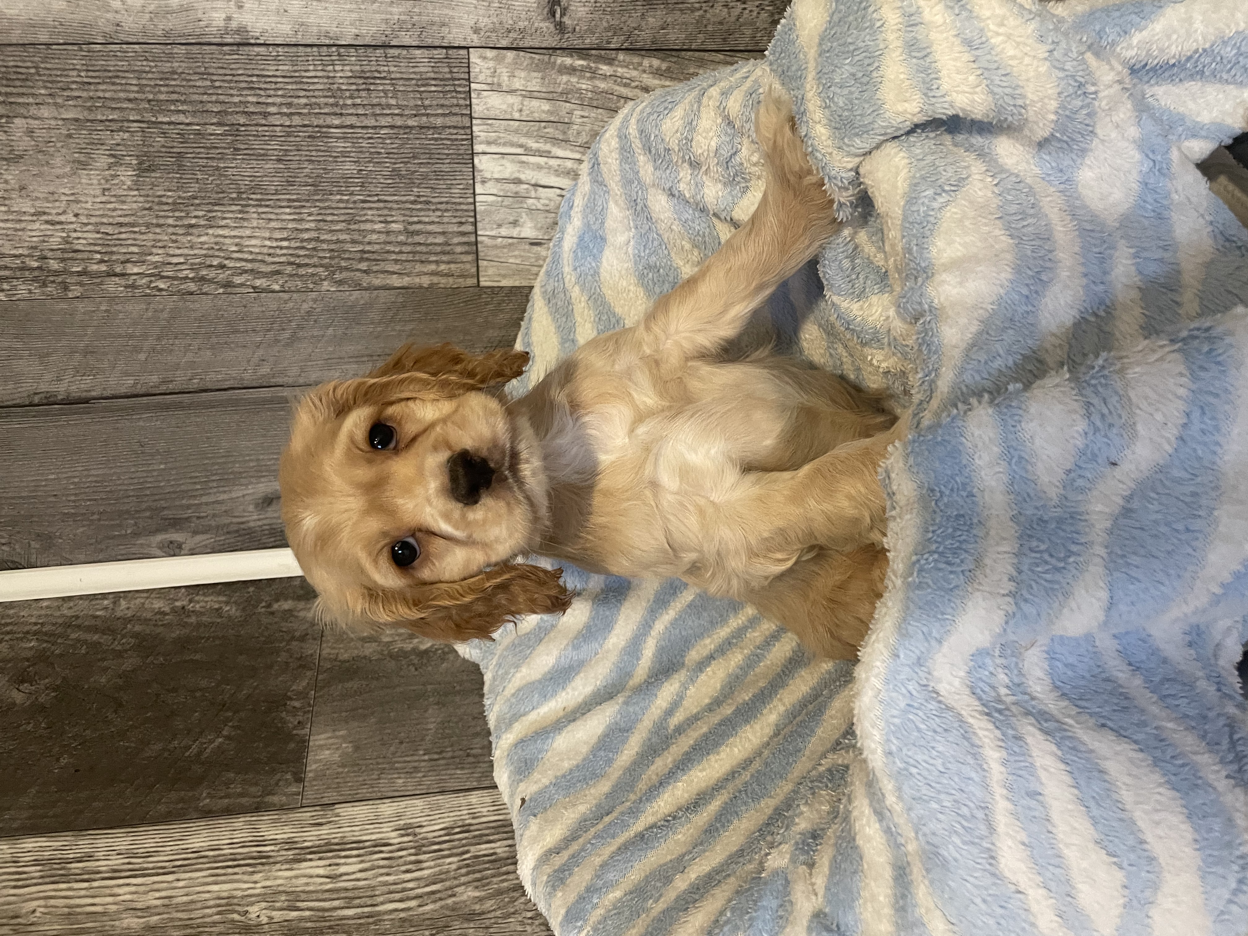 puppy, for, sale, Cocker Spaniel, Curtis  Martin, dog, breeder, Seneca Falls, NY, dog-breeder, puppy-for-sale, forsale, nearby, find, puppyfind, locator, puppylocator, aca