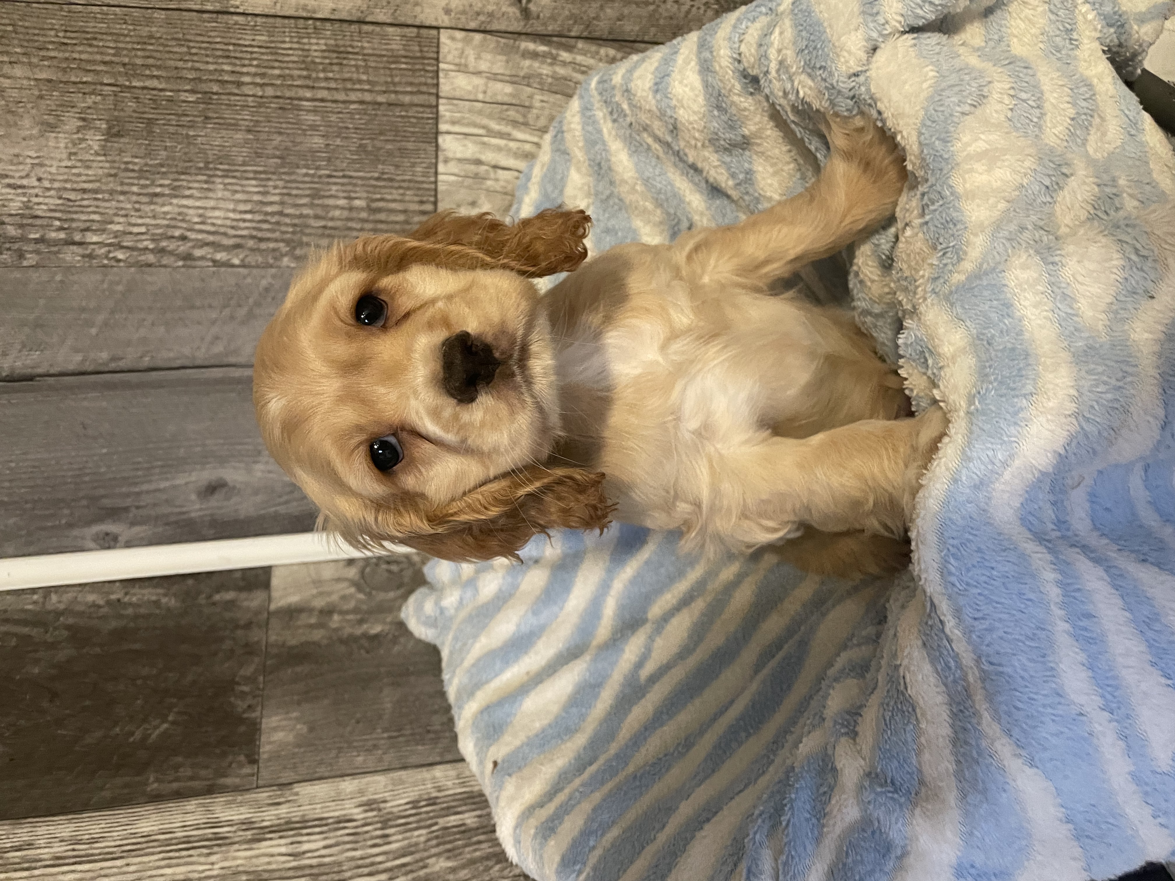 puppy, for, sale, Cocker Spaniel, Curtis  Martin, dog, breeder, Seneca Falls, NY, dog-breeder, puppy-for-sale, forsale, nearby, find, puppyfind, locator, puppylocator, aca