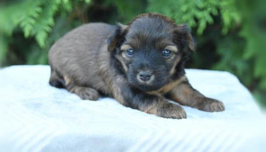 puppy, for, sale, Yorkie Poo, John  Lapp, dog, breeder, Gap, PA, dog-breeder, puppy-for-sale, forsale, nearby, find, puppyfind, locator, puppylocator, aca