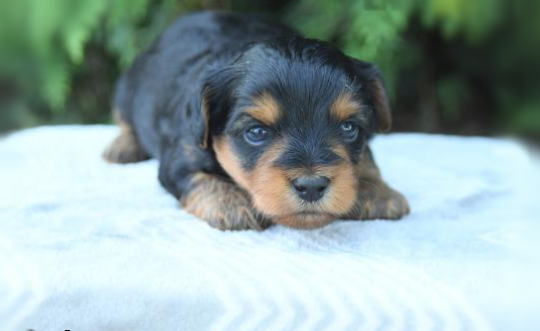 puppy, for, sale, Yorkie Poo, John  Lapp, dog, breeder, Gap, PA, dog-breeder, puppy-for-sale, forsale, nearby, find, puppyfind, locator, puppylocator, aca