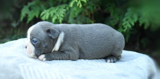 puppy, for, sale, Boston Terrier, John  Lapp, dog, breeder, Gap, PA, dog-breeder, puppy-for-sale, forsale, nearby, find, puppyfind, locator, puppylocator, aca