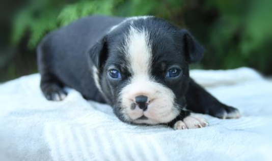 puppy, for, sale, Boston Terrier, John  Lapp, dog, breeder, Gap, PA, dog-breeder, puppy-for-sale, forsale, nearby, find, puppyfind, locator, puppylocator, aca