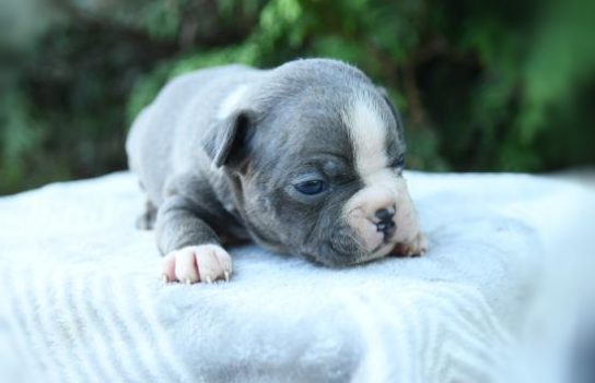 puppy, for, sale, Boston Terrier, John  Lapp, dog, breeder, Gap, PA, dog-breeder, puppy-for-sale, forsale, nearby, find, puppyfind, locator, puppylocator, aca