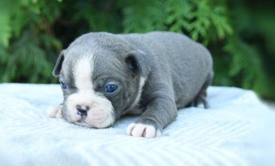 puppy, for, sale, Boston Terrier, John  Lapp, dog, breeder, Gap, PA, dog-breeder, puppy-for-sale, forsale, nearby, find, puppyfind, locator, puppylocator, aca