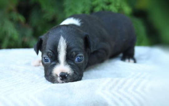 puppy, for, sale, Boston Terrier, John  Lapp, dog, breeder, Gap, PA, dog-breeder, puppy-for-sale, forsale, nearby, find, puppyfind, locator, puppylocator, aca