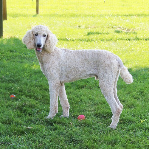 puppy, for, sale, Standard Poodle, John  Stoltzfus, dog, breeder, Christiana, PA, dog-breeder, puppy-for-sale, forsale, nearby, find, puppyfind, locator, puppylocator, aca