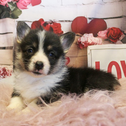 puppy, for, sale, Pembroke Welsh Corgi, Melvin  Fisher, dog, breeder, Coatesville, PA, dog-breeder, puppy-for-sale, forsale, nearby, find, puppyfind, locator, puppylocator, aca