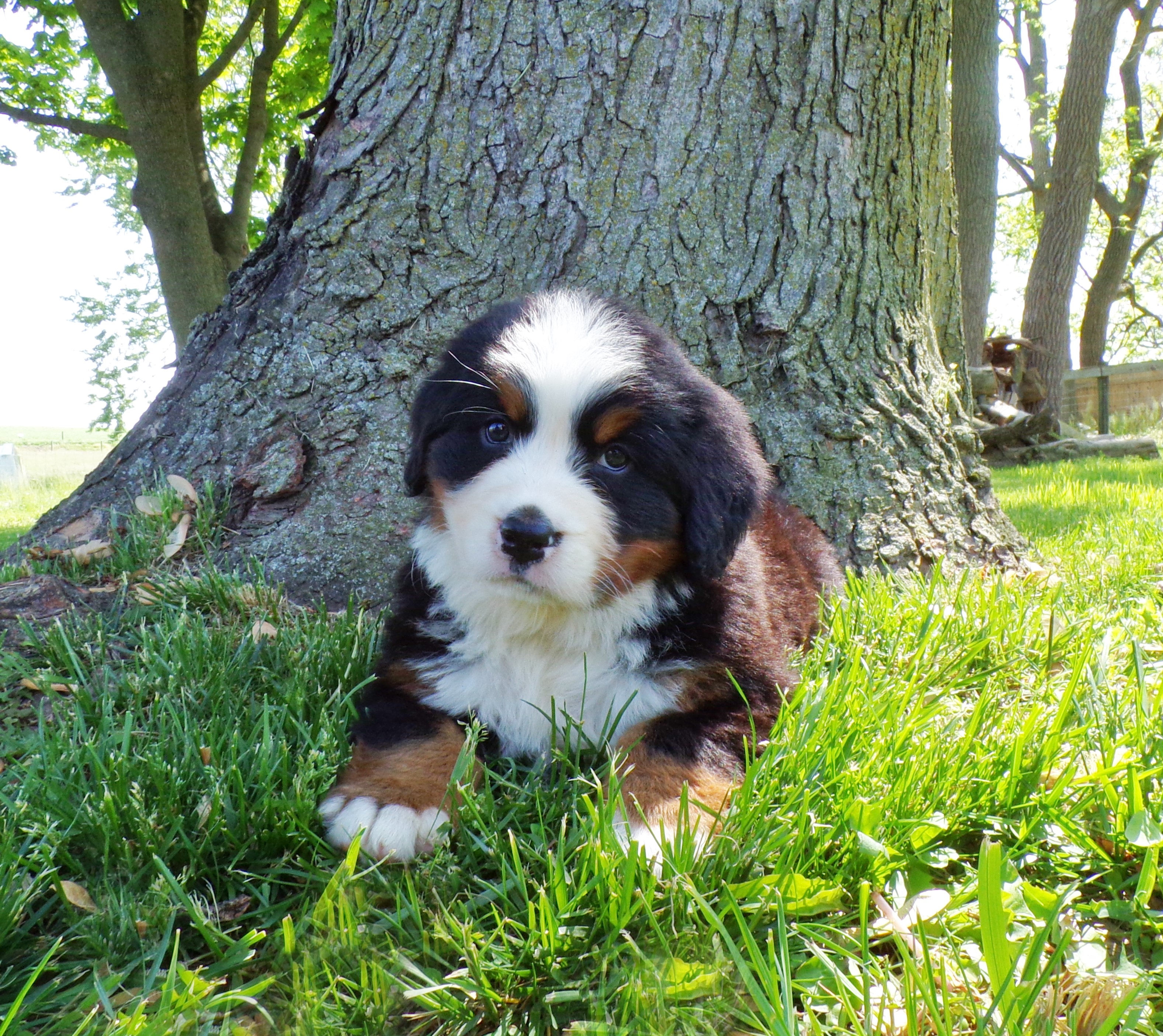 puppy, for, sale, Bernese Mountain Dog, Emanuel  Glick, dog, breeder, Bird-In-Hand, PA, dog-breeder, puppy-for-sale, forsale, nearby, find, puppyfind, locator, puppylocator, aca