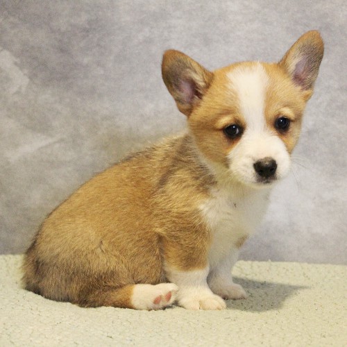 puppy, for, sale, Pembroke Welsh Corgi, Melvin  Fisher, dog, breeder, Coatesville, PA, dog-breeder, puppy-for-sale, forsale, nearby, find, puppyfind, locator, puppylocator, aca