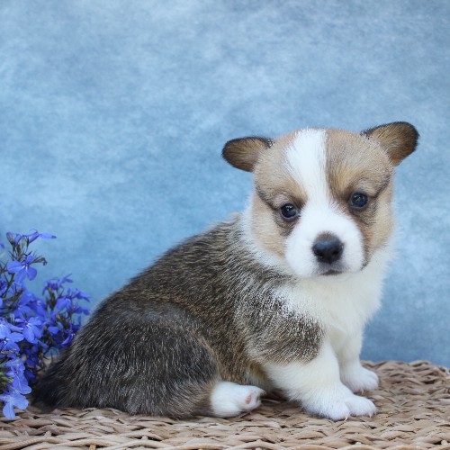 puppy, for, sale, Pembroke Welsh Corgi, Melvin  Fisher, dog, breeder, Coatesville, PA, dog-breeder, puppy-for-sale, forsale, nearby, find, puppyfind, locator, puppylocator, aca