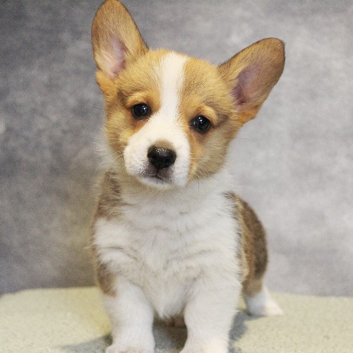 puppy, for, sale, Pembroke Welsh Corgi, Melvin  Fisher, dog, breeder, Coatesville, PA, dog-breeder, puppy-for-sale, forsale, nearby, find, puppyfind, locator, puppylocator, aca