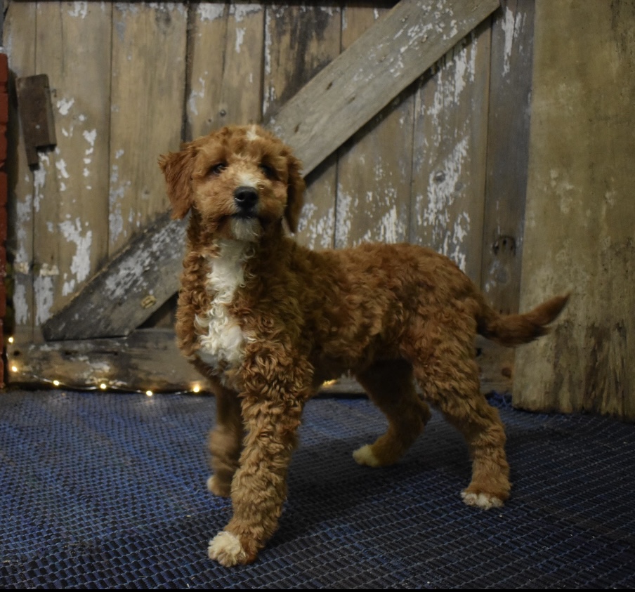 puppy, for, sale, , Aaron S. King, Jr, dog, breeder, Honey Brook, PA, dog-breeder, puppy-for-sale, forsale, nearby, find, puppyfind, locator, puppylocator, aca