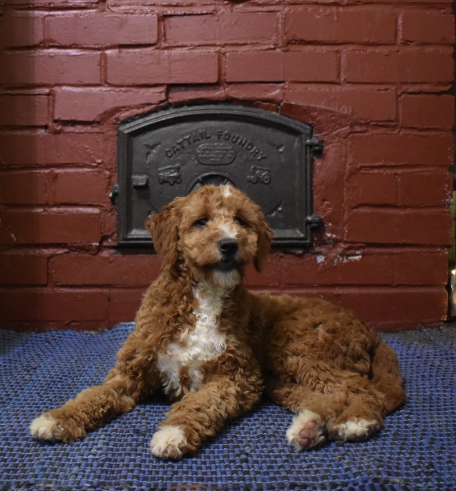 puppy, for, sale, , Aaron S. King, Jr, dog, breeder, Honey Brook, PA, dog-breeder, puppy-for-sale, forsale, nearby, find, puppyfind, locator, puppylocator, aca