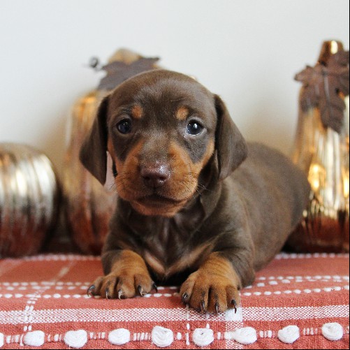 puppy, for, sale, Dachshund, Melvin  King, dog, breeder, Honey Brook, PA, dog-breeder, puppy-for-sale, forsale, nearby, find, puppyfind, locator, puppylocator, aca