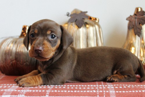 puppy, for, sale, Dachshund, Melvin  King, dog, breeder, Honey Brook, PA, dog-breeder, puppy-for-sale, forsale, nearby, find, puppyfind, locator, puppylocator, aca