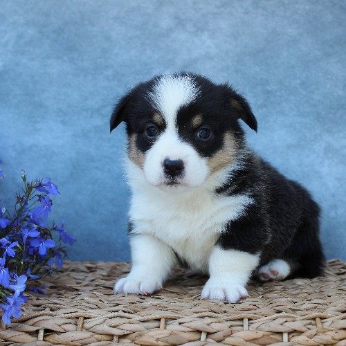 puppy, for, sale, Pembroke Welsh Corgi, Melvin  Fisher, dog, breeder, Coatesville, PA, dog-breeder, puppy-for-sale, forsale, nearby, find, puppyfind, locator, puppylocator, aca