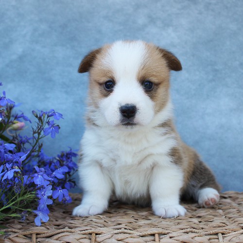puppy, for, sale, Pembroke Welsh Corgi, Melvin  Fisher, dog, breeder, Coatesville, PA, dog-breeder, puppy-for-sale, forsale, nearby, find, puppyfind, locator, puppylocator, aca
