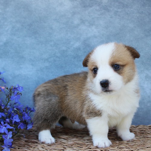 puppy, for, sale, Pembroke Welsh Corgi, Melvin  Fisher, dog, breeder, Coatesville, PA, dog-breeder, puppy-for-sale, forsale, nearby, find, puppyfind, locator, puppylocator, aca