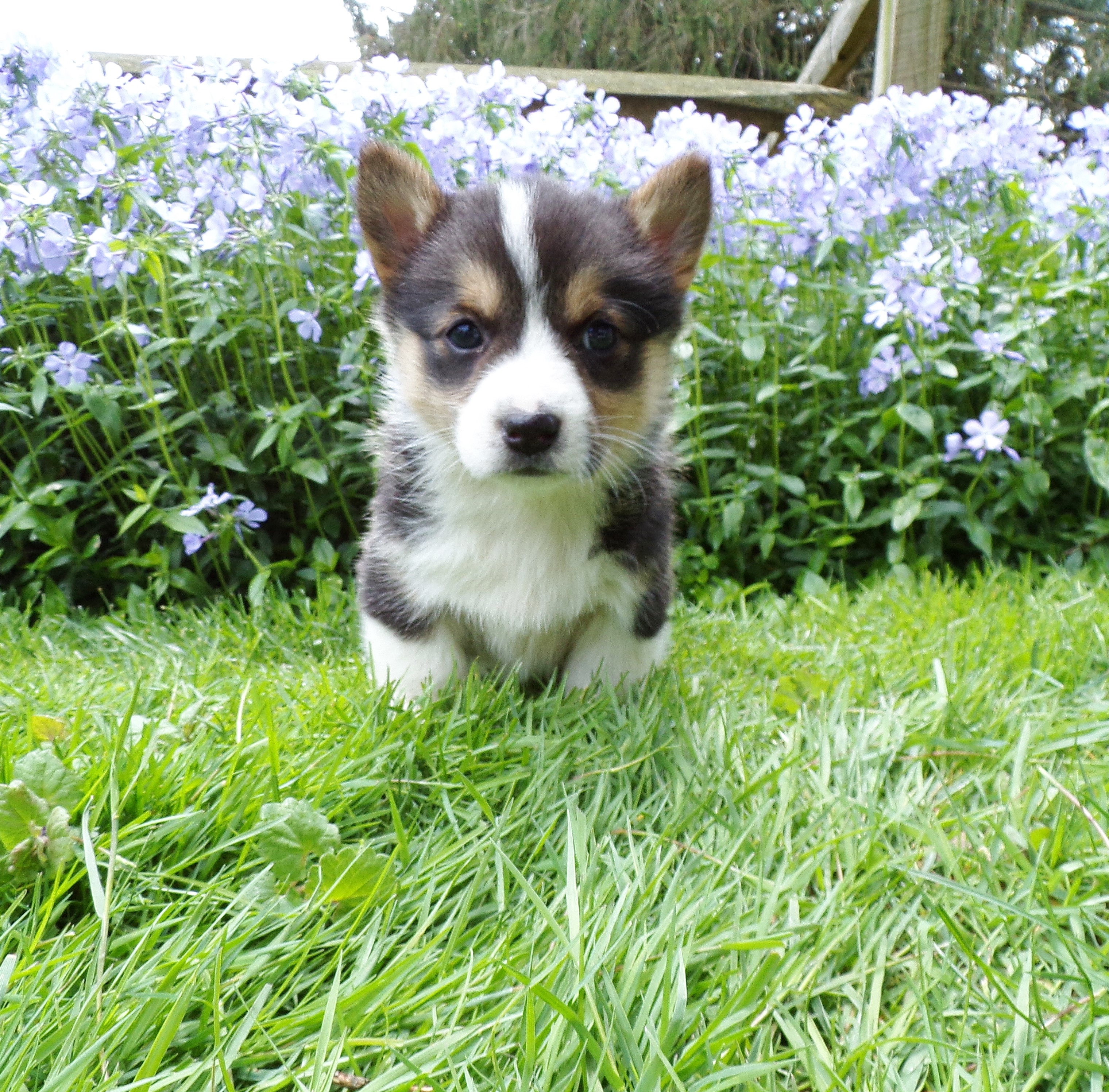 puppy, for, sale, Pembroke Welsh Corgi, Steven  Fisher, dog, breeder, Morgantown, PA, dog-breeder, puppy-for-sale, forsale, nearby, find, puppyfind, locator, puppylocator, aca