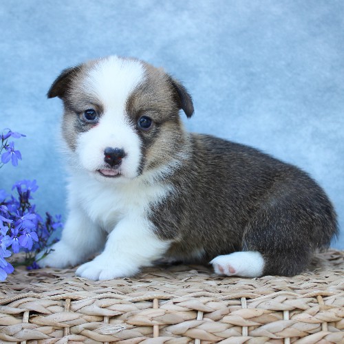 puppy, for, sale, Pembroke Welsh Corgi, Melvin  Fisher, dog, breeder, Coatesville, PA, dog-breeder, puppy-for-sale, forsale, nearby, find, puppyfind, locator, puppylocator, aca