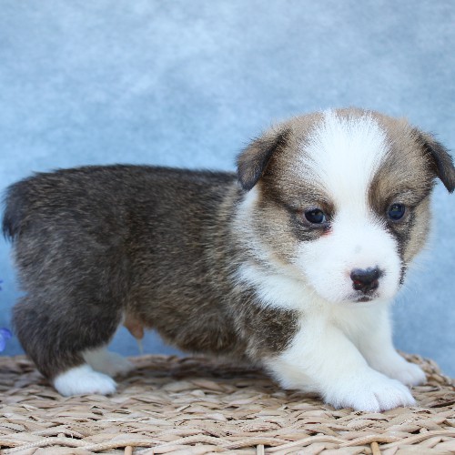 puppy, for, sale, Pembroke Welsh Corgi, Melvin  Fisher, dog, breeder, Coatesville, PA, dog-breeder, puppy-for-sale, forsale, nearby, find, puppyfind, locator, puppylocator, aca
