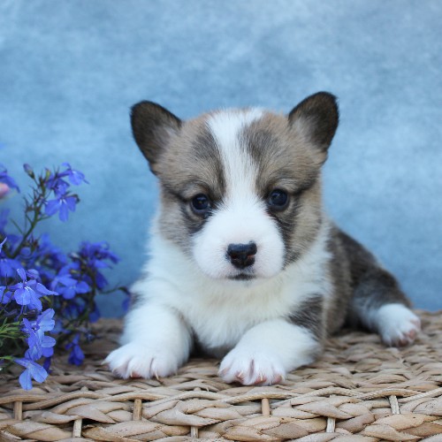 puppy, for, sale, Pembroke Welsh Corgi, Melvin  Fisher, dog, breeder, Coatesville, PA, dog-breeder, puppy-for-sale, forsale, nearby, find, puppyfind, locator, puppylocator, aca