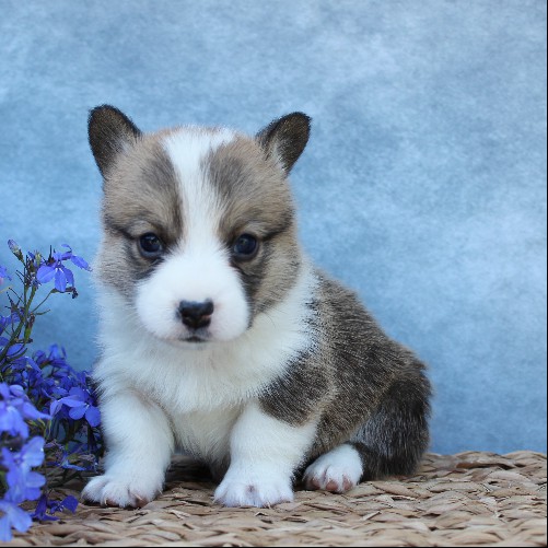 puppy, for, sale, Pembroke Welsh Corgi, Melvin  Fisher, dog, breeder, Coatesville, PA, dog-breeder, puppy-for-sale, forsale, nearby, find, puppyfind, locator, puppylocator, aca