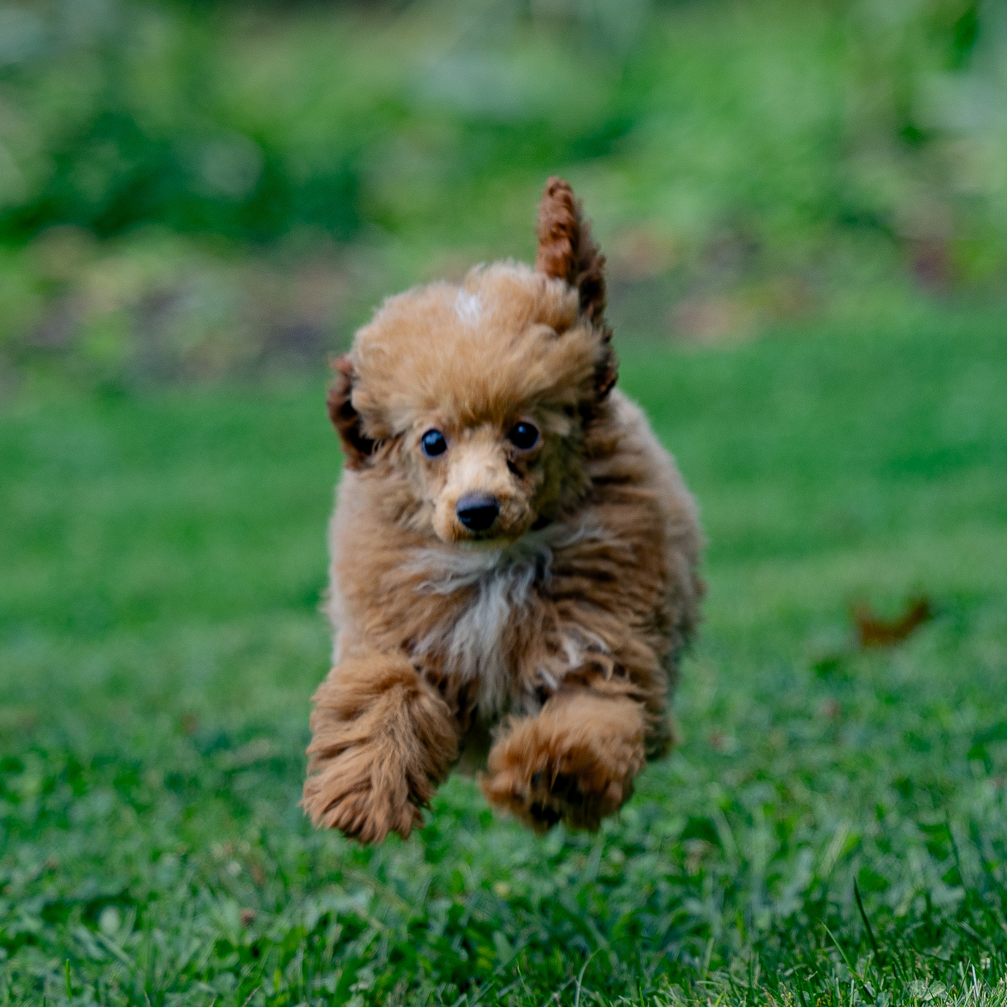 puppy, for, sale, Miniature Poodle, Steven  Fisher, dog, breeder, Morgantown, PA, dog-breeder, puppy-for-sale, forsale, nearby, find, puppyfind, locator, puppylocator, aca