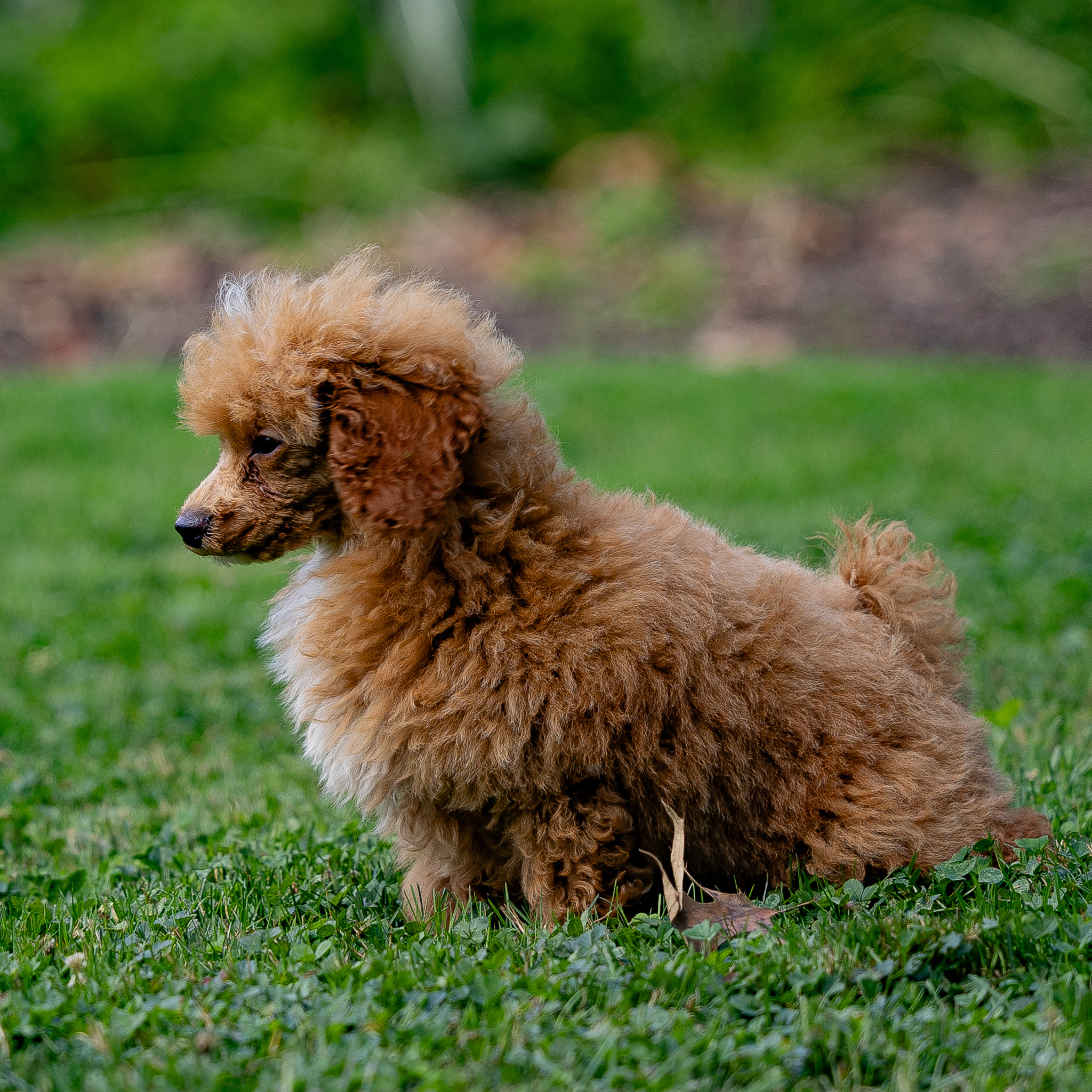 puppy, for, sale, Miniature Poodle, Steven  Fisher, dog, breeder, Morgantown, PA, dog-breeder, puppy-for-sale, forsale, nearby, find, puppyfind, locator, puppylocator, aca