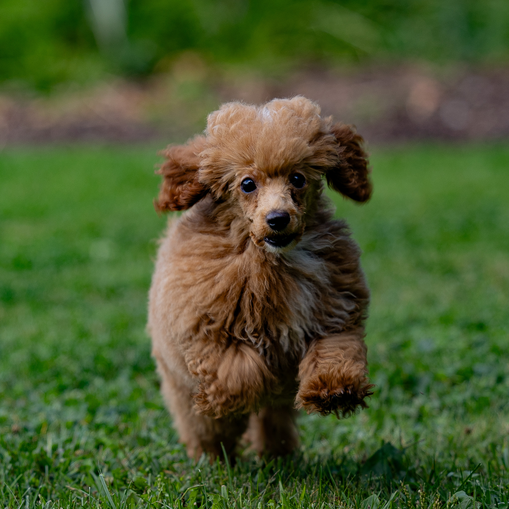 puppy, for, sale, Miniature Poodle, Steven  Fisher, dog, breeder, Morgantown, PA, dog-breeder, puppy-for-sale, forsale, nearby, find, puppyfind, locator, puppylocator, aca