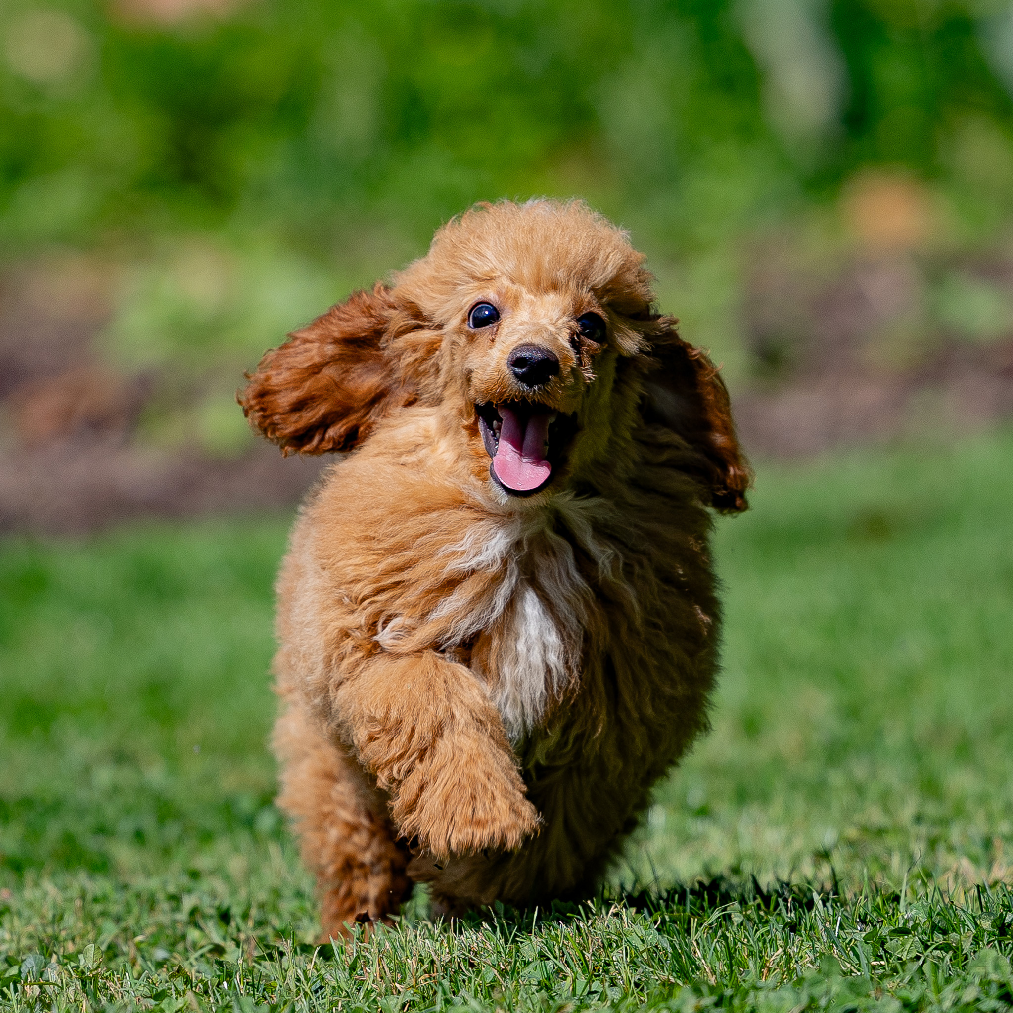 puppy, for, sale, Miniature Poodle, Steven  Fisher, dog, breeder, Morgantown, PA, dog-breeder, puppy-for-sale, forsale, nearby, find, puppyfind, locator, puppylocator, aca