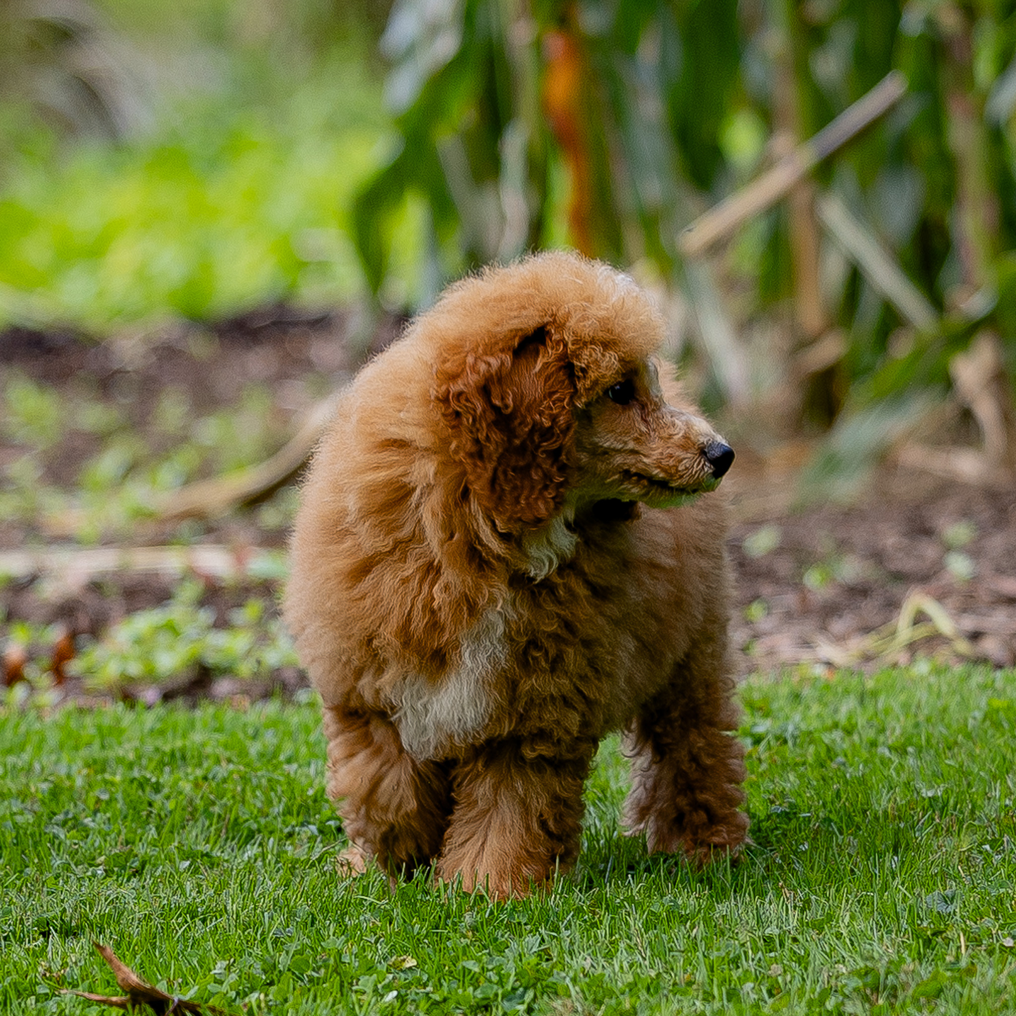 puppy, for, sale, Miniature Poodle, Steven  Fisher, dog, breeder, Morgantown, PA, dog-breeder, puppy-for-sale, forsale, nearby, find, puppyfind, locator, puppylocator, aca